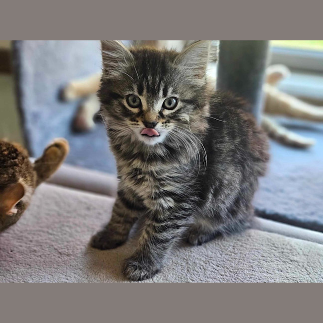 Photo of Poppy