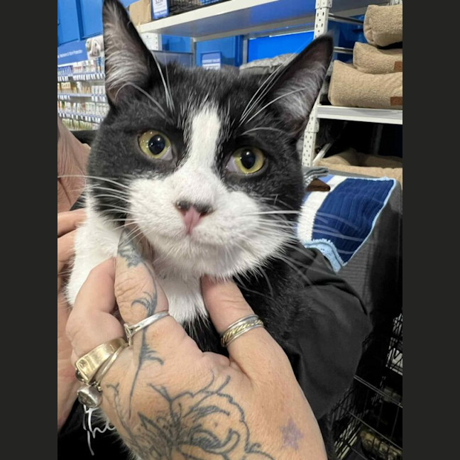 Photo of Sylvester