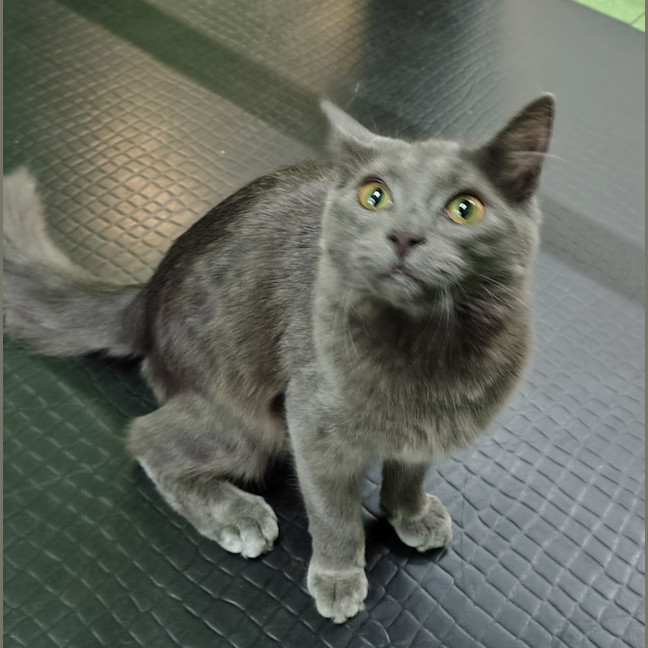 Photo of Willow