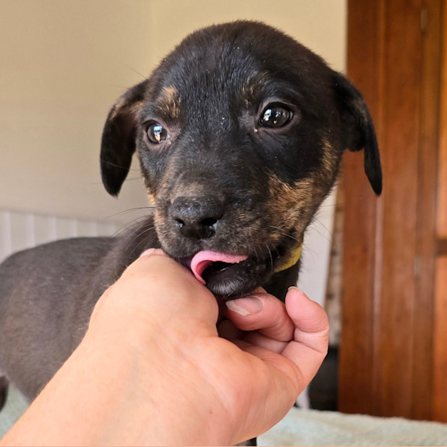 Photo of Dr Bunsen Honeydew