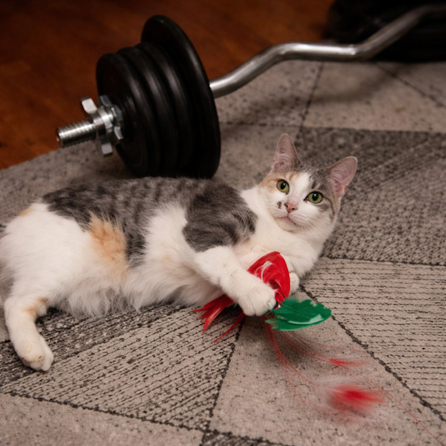 Photo of Cindy *9 Lives Project Rescue*