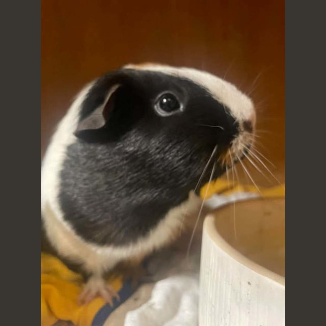 Photo of Pirate & Tiny