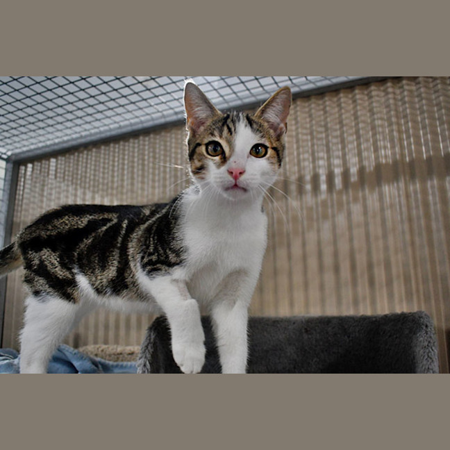 Photo of Jabber
