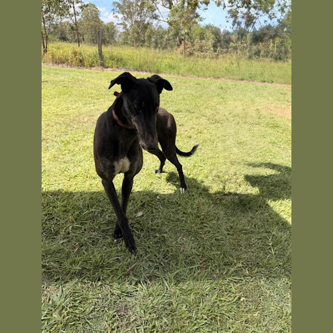 Photo of Dex