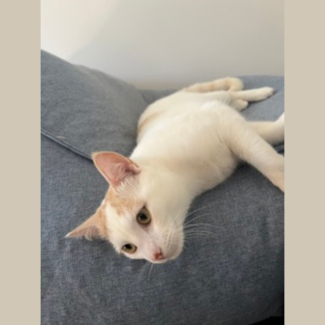 Photo of Snowy