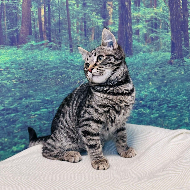 Photo of Bruce Lee   Located In Meadow Heights