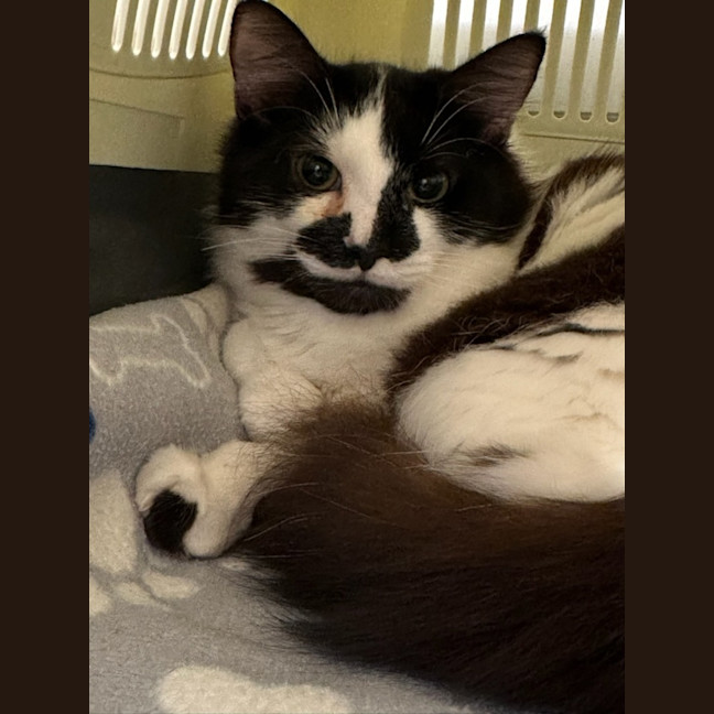 Photo of Rhunarb   Pet Quarters Broadmeadow 