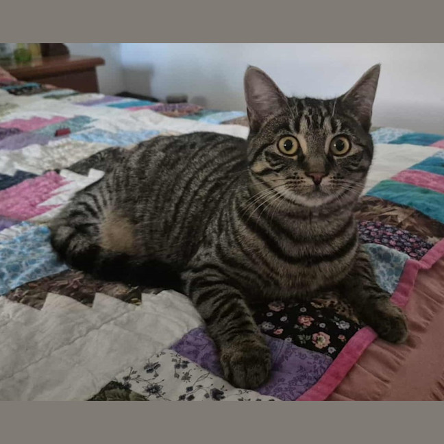 Photo of Cleo ** 2nd Chance Cat Rescue**