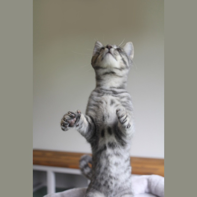 Photo of Mercury