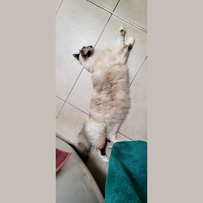 Photo of Gigi   6 Year Old Ragdoll