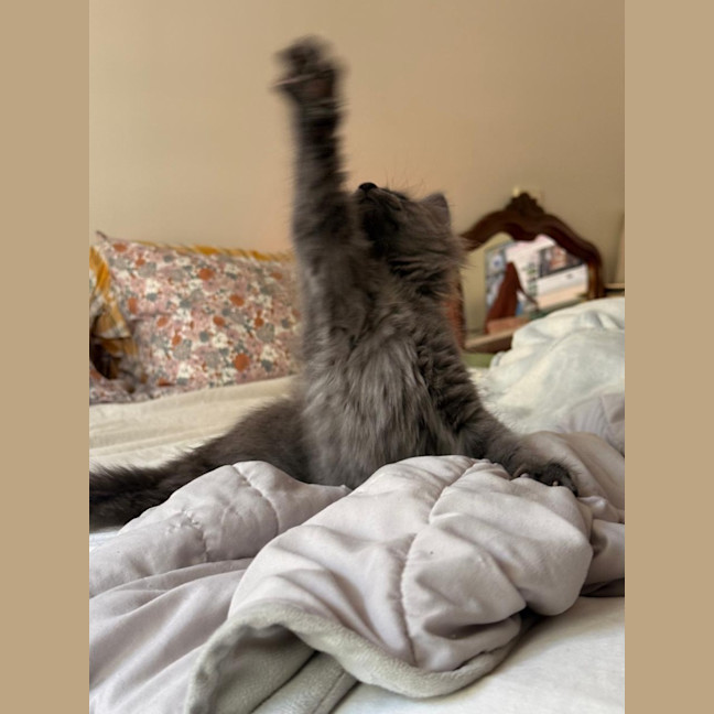 Photo of Basil