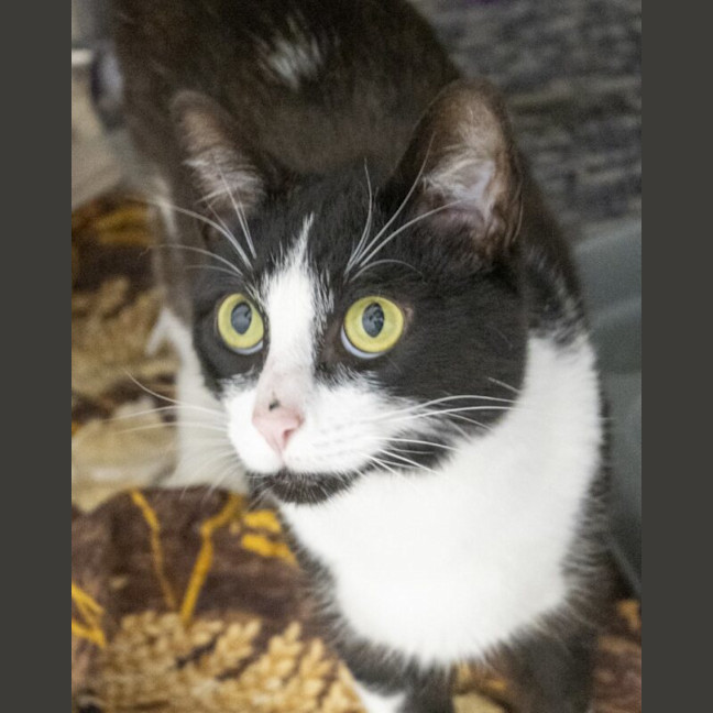 Photo of Oreo