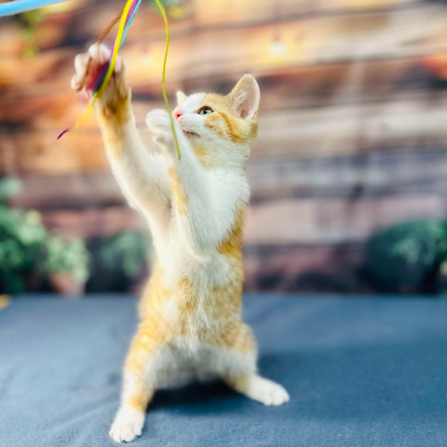 Photo of Snappa   Meet Me At Vets On Parker