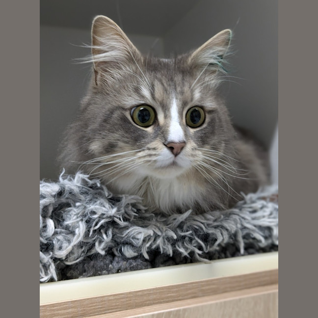 Photo of 🪁 Miles 5361  🪁