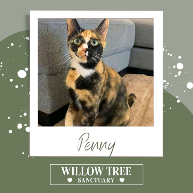 Photo of Penny