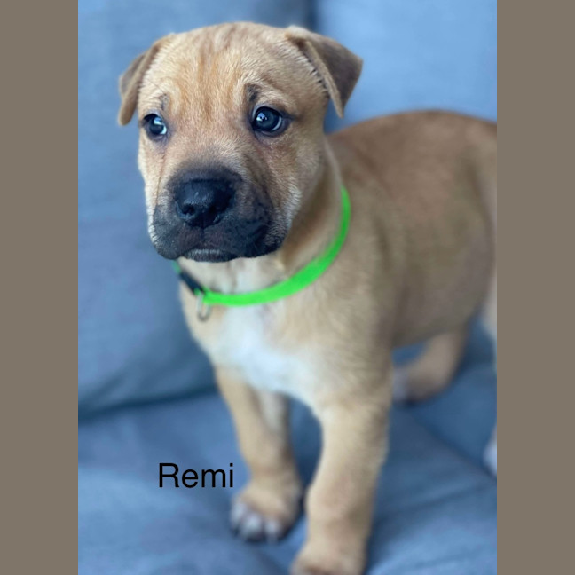 Photo of Remi