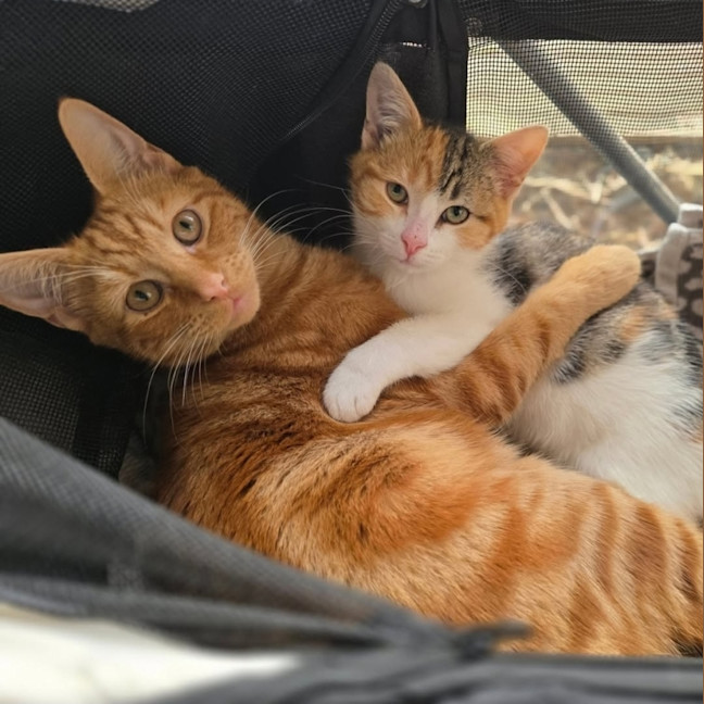 Photo of Amity (Located In Wantirna South)