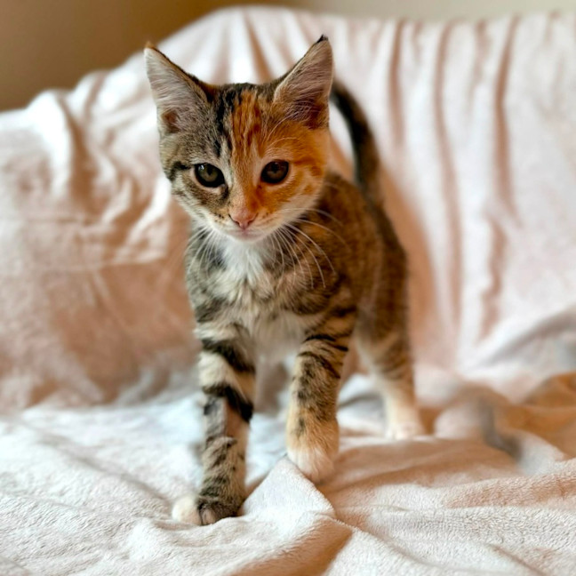 Photo of Cupcake   In Foster Care In Fitzroy North