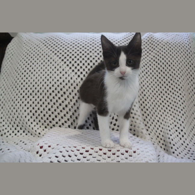 Photo of Moxie