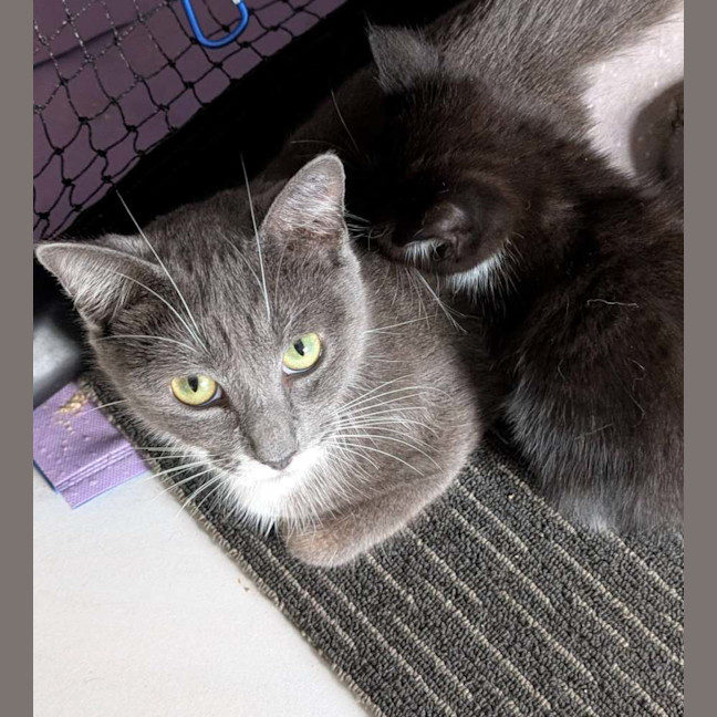 Photo of Meeko