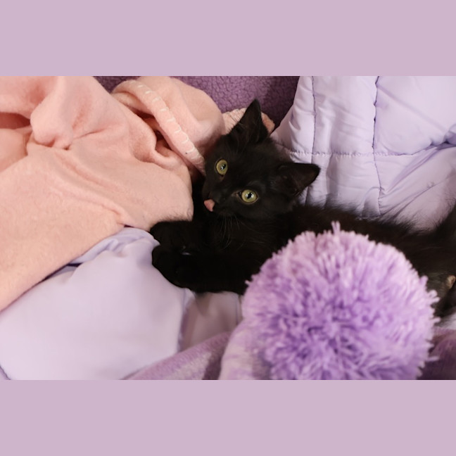 Photo of Bisque