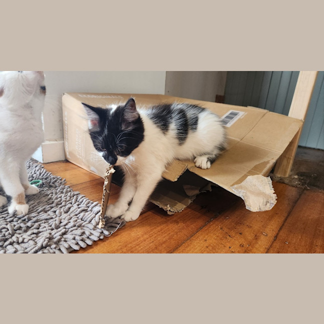 Photo of Spot