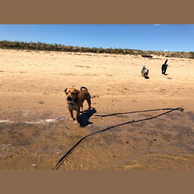 Photo of Ginger Meggs