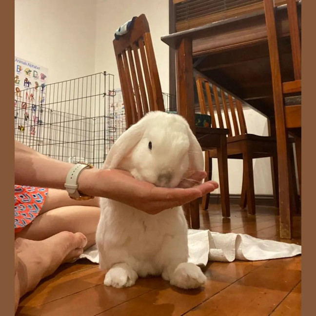 Photo of Kottbulle (W Pollywaffle)