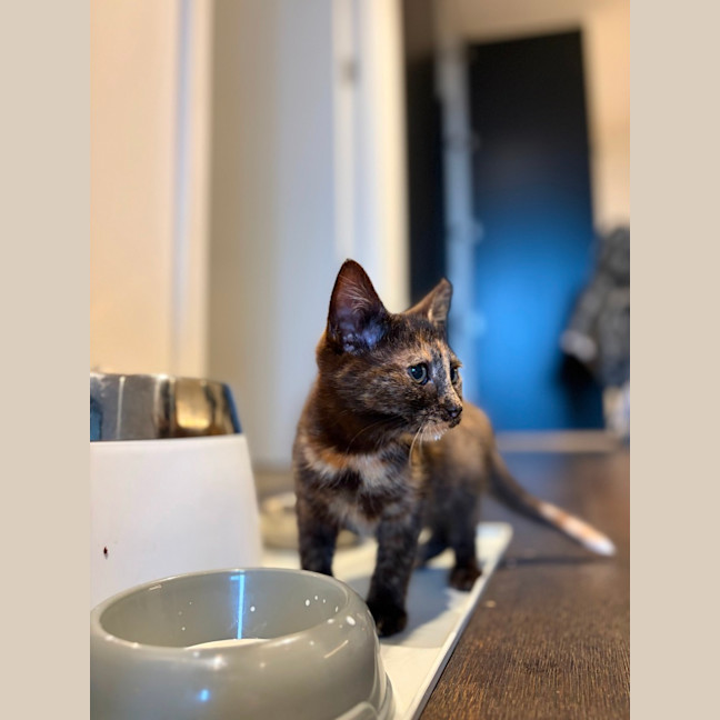 Photo of Whispa