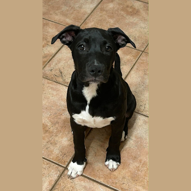 Photo of Katana