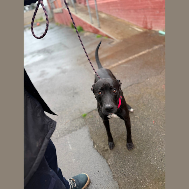Photo of Bullet