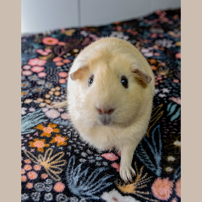 Photo of Peanut