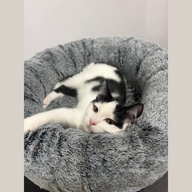 Photo of Smudge