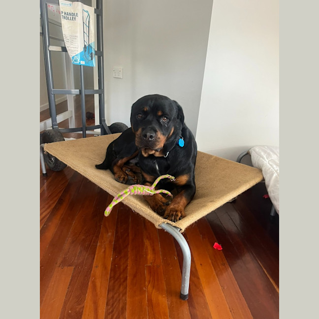 Photo of Duke