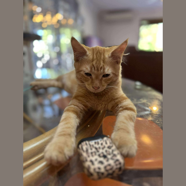Photo of Dorito