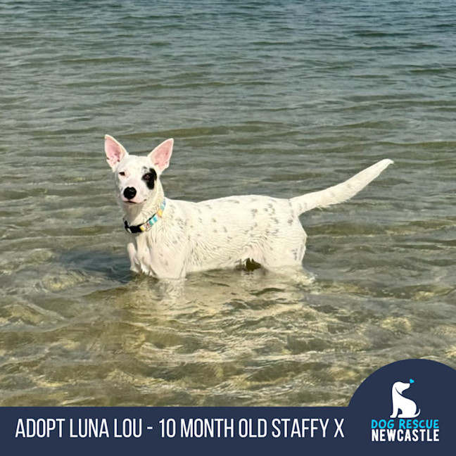 Photo of Luna Lou   1 Year Old Staffy X