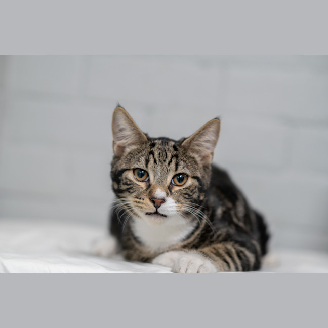 Photo of Smoke