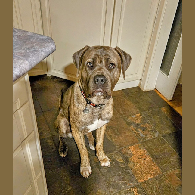 Photo of Tyrrell (Tyr)