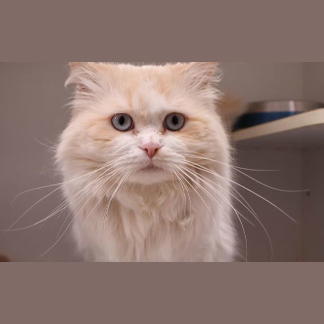 Photo of Link