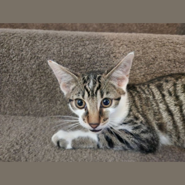 Photo of Bequin & Snorkel