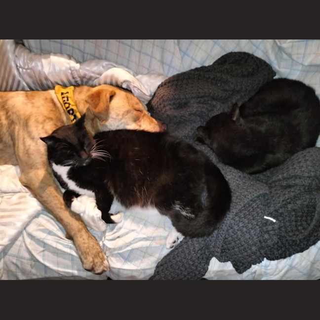 Photo of Theodorable