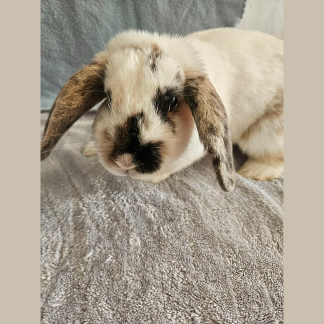 Photo of Dasher 