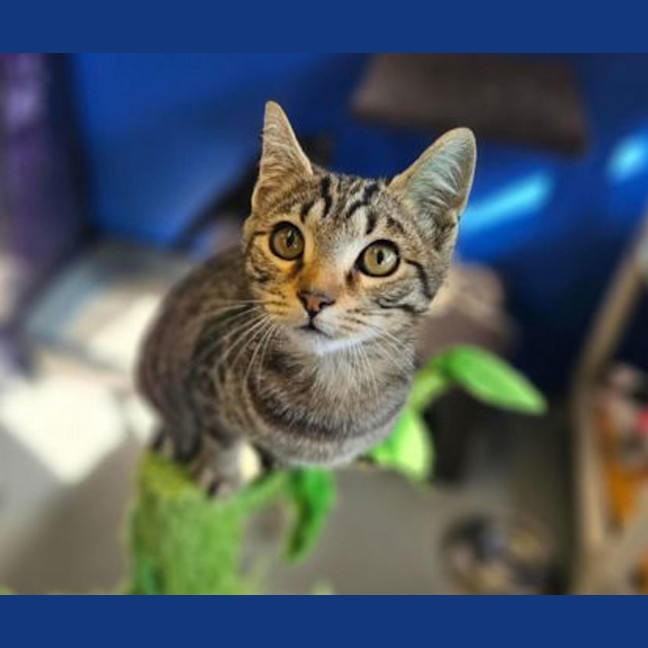 Photo of Peppercorn