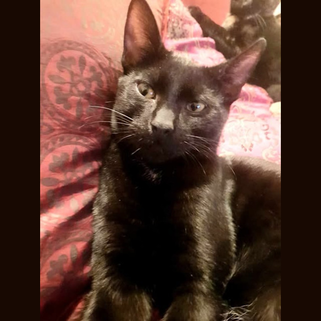 Photo of Licorice