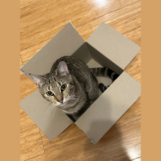Photo of Cinnamon