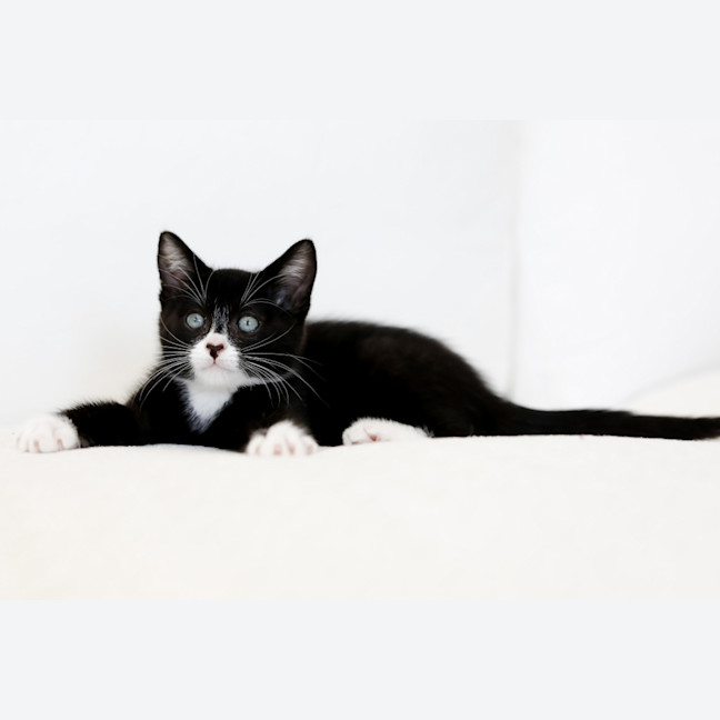 Photo of Echo