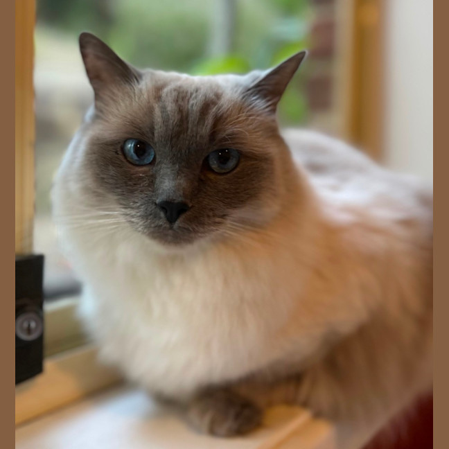 Photo of Princess 👑🌸