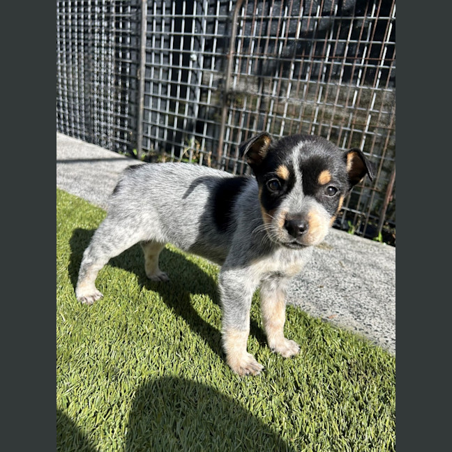 Photo of D1151 Nellie