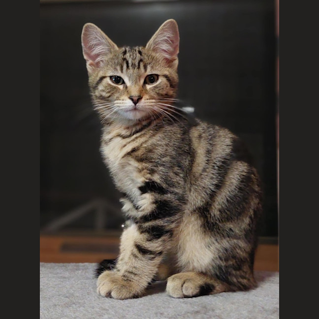 Photo of Enchilada