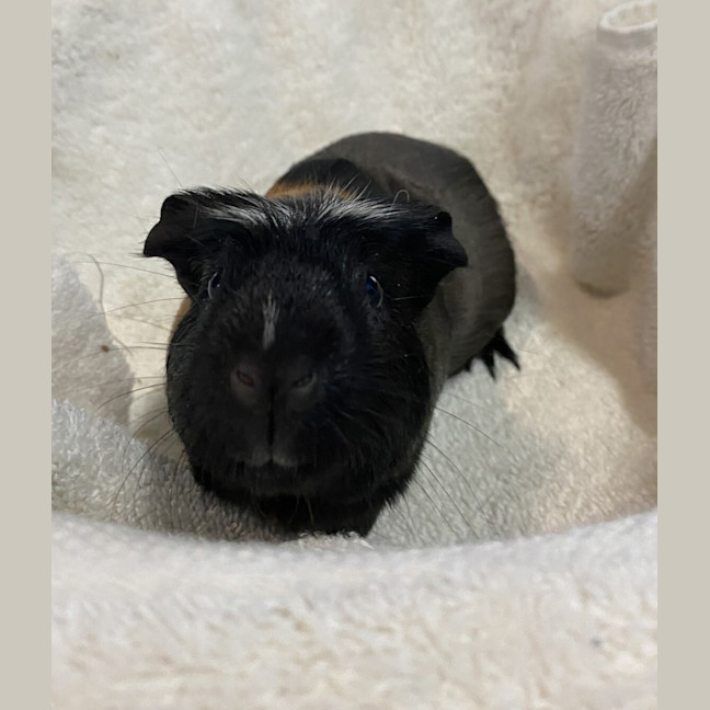 Photo of Tytania